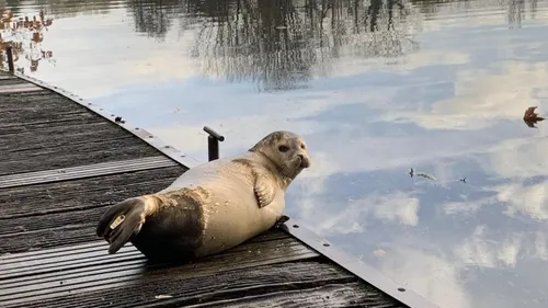 Houlle: Un phoque a élu domicile dans le marais audomarois 