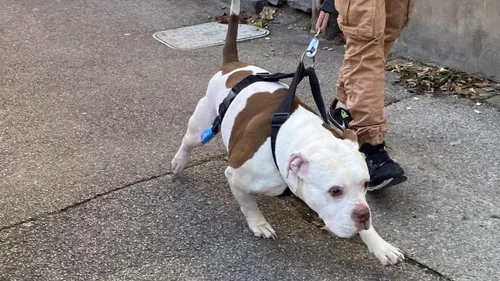 Une aide-soignante en intervention à domicile violemment mordue par...