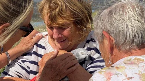 Un perroquet retrouvé après 8 jours de disparition, et 40...