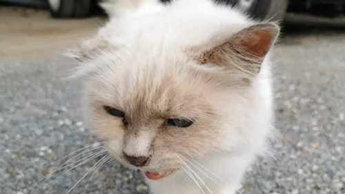 Lillers: Linette retrouvée 6 ans après sa disparition 