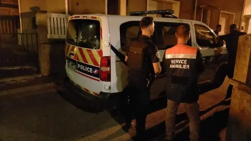 Le Portel : un homme condamné pour avoir tué son chat en le jetant...