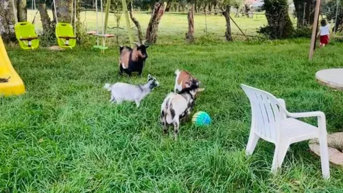 Enquin-lez-Guinegatte: 5 animaux retrouvés morts, dans leur pâture