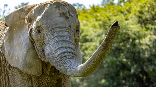 La doyenne du parc African Safari est décédée 