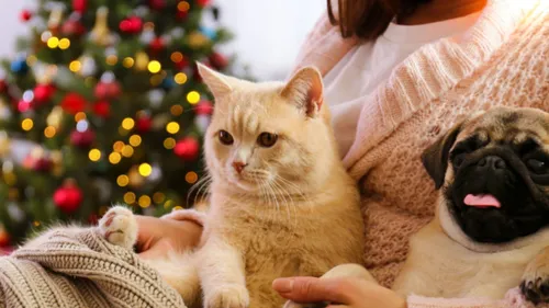 De plus en plus de maîtres offrent des cadeaux à leurs animaux de...
