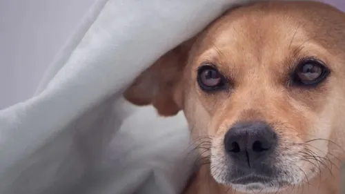 Le refuge de Reims a besoin de couvertures pour ses animaux.