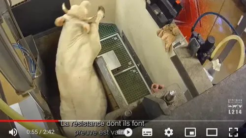 Abattoir de Bazas : L214 ne lâche pas le morceau