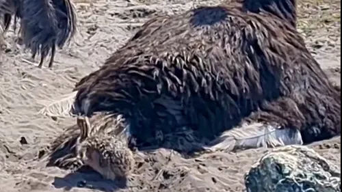 Zoo du Bassin d'Arcachon : la famille s'agrandit