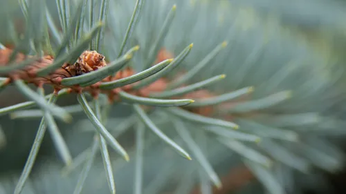 Comment se débarrasser de son sapin de Noël à Toulouse ?