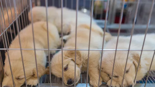 Plus de 20 000 signatures contre le Salon du Chiot à Toulouse 