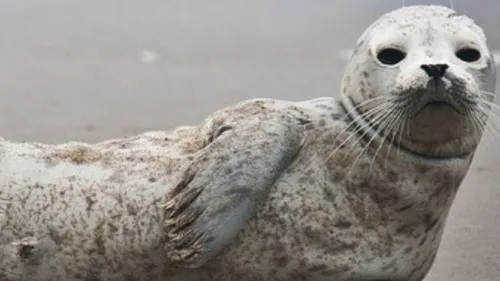 Un phoque de 200 kilos s’est échoué sur la digue d’Hardelot