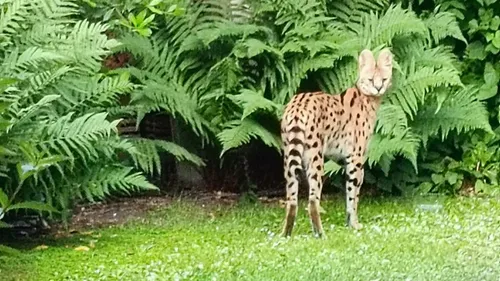Un serval capturé dans un jardin privé à Lille