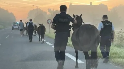 Quatre chevaux et deux ânes retrouvés dans les rues de...