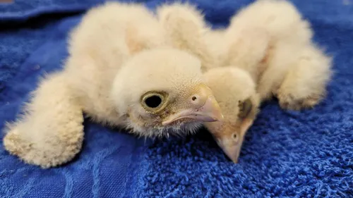 La LPO Aquitaine présente aussi sa liste de Noël!