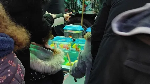 Saint-Omer: Des poissons rouges de nouveau offerts illégalement sur...