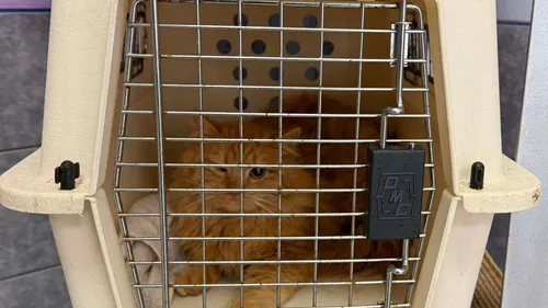 Une association propose un service de taxi pour chats.