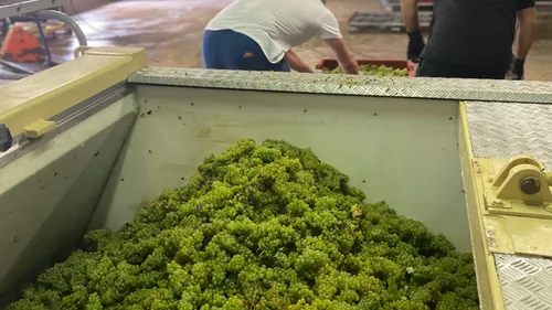 Vendanges 2026 : le rendement fixé à 8 800 kg par hectare.