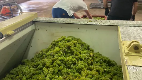 La cellule vendanges reprend du service. 