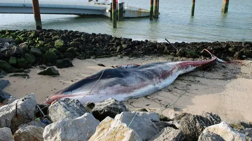 Un rorqual s'est échoué sur la plage de Calais