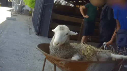 Une bergerie du Nord accusée de vente illégale de moutons pendant...