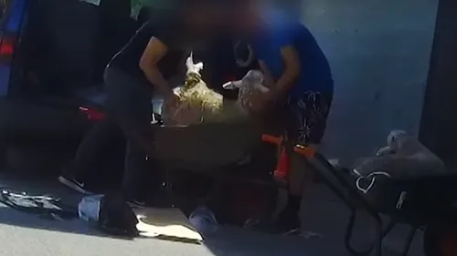 L214 dénonce des pratiques illégales chez un éleveur de moutons du...