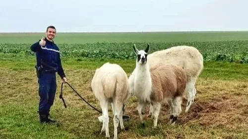 Des lamas en vadrouille