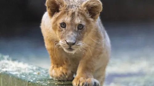 Gagnez vos entrées pour toute la famille à pairi daiza !