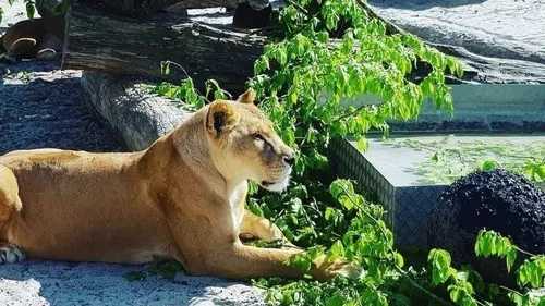 Oise : élan de solidarité après la saisie de onze animaux au parc...