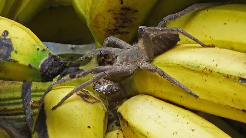 Marne : des clients d'un supermarché tombent nez à nez avec des...