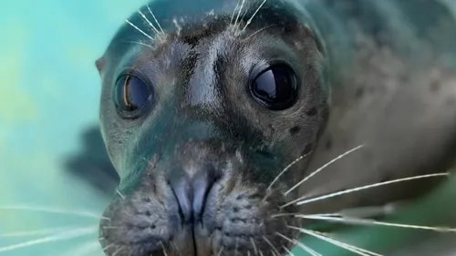 Fort-Mardyck : le zoo Bio-Topia consacre un week-end aux phoques 