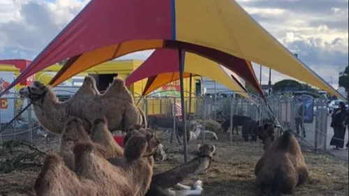 « Les animaux ne sont pas des clowns » l’association PAZ réagit à...