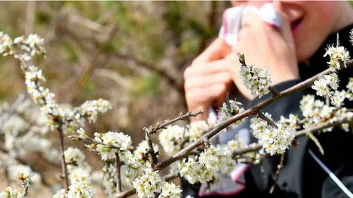 Pollen : risque élevé d'allergies en Haute-Garonne 