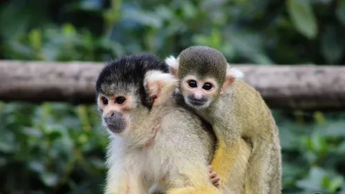 Pairi Daiza annonce la naissance de bébés Saïmiris