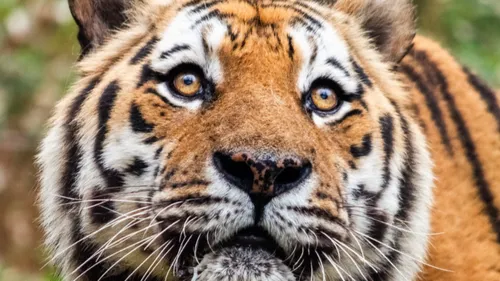 Le doyen du parc à pied African Safari est décédé 