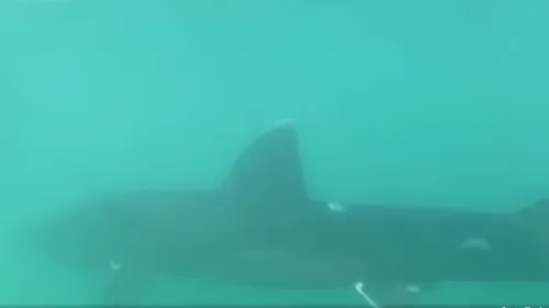 Vidéo : un requin pèlerin aperçu au large du Cap Gris-Nez