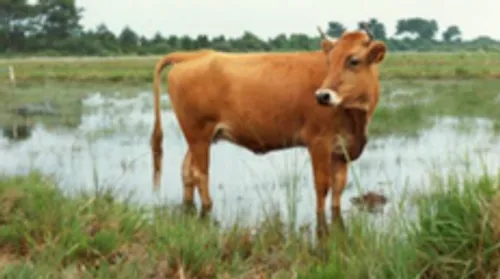 Des vaches marines à Hostens pour le maintien des landes humides