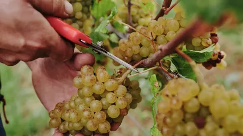 Toulouse : la Fête des vendanges s’invite à Candie 