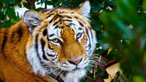 GAGNEZ VOS ENTREES AU ZOO DE LA PALMYRE