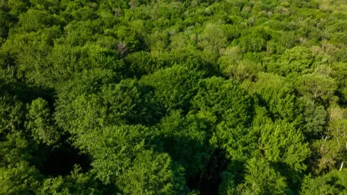 Le Parc Naturel Régional de la Montagne de Reims célèbre ses 50 ans !