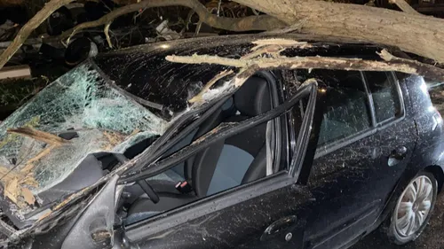 Une voiture écrasée par un arbre hier soir à Lille
