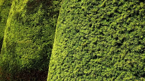 Haies : la date d'interdiction de la taille est reportée dans le...