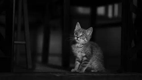 Chaton "balancé contre un mur" : soupçons de maltraitance animale...