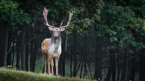 Un chasseur nordiste mortellement percuté par un cerf en pleine...