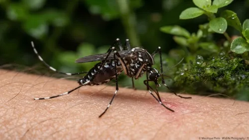 Le département des Ardennes colonisé par le moustique tigre.