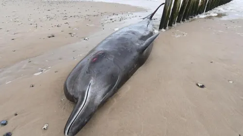 Une baleine à bec retrouvée morte sur la plage de Sangatte