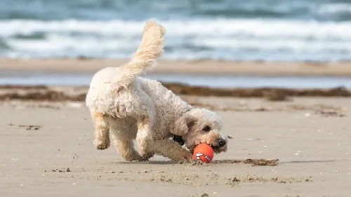 Les chiens interdits sur une partie de la plage du Touquet