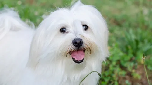 Saint-Pol-sur-Mer : l’adolescente qui avait lancé un chien du 2e...