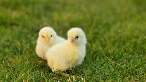 Fressin : 1 200 poussins sont morts dans l’incendie d’un bâtiment...