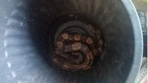 Un boa capturé sur l'A26 entre Calais et Reims 