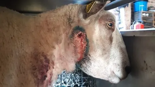 Des brebis attaquées dans l'Oise : l’hypothèse d'une attaque d'un...