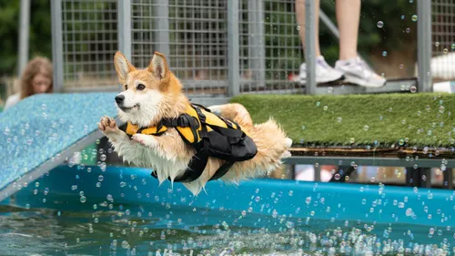 Canideplouf de retour à Cornebarrieu